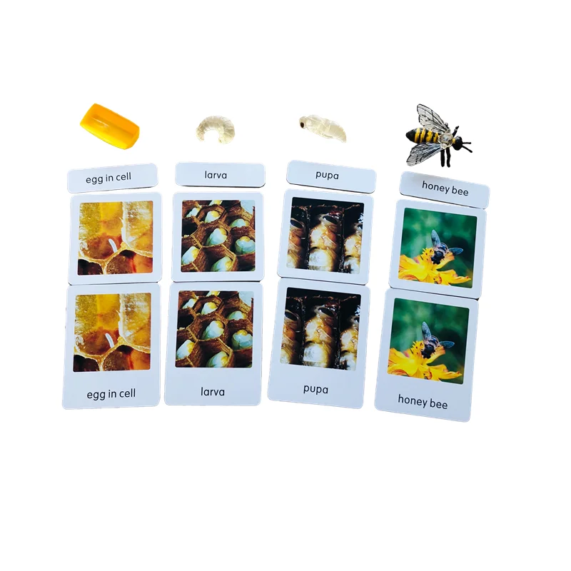 Life Cycle of Bee Montessori Biology Materials Models/ Cognitive Card/ Tray/ Wooden Board Kids Learning Tools Early Education