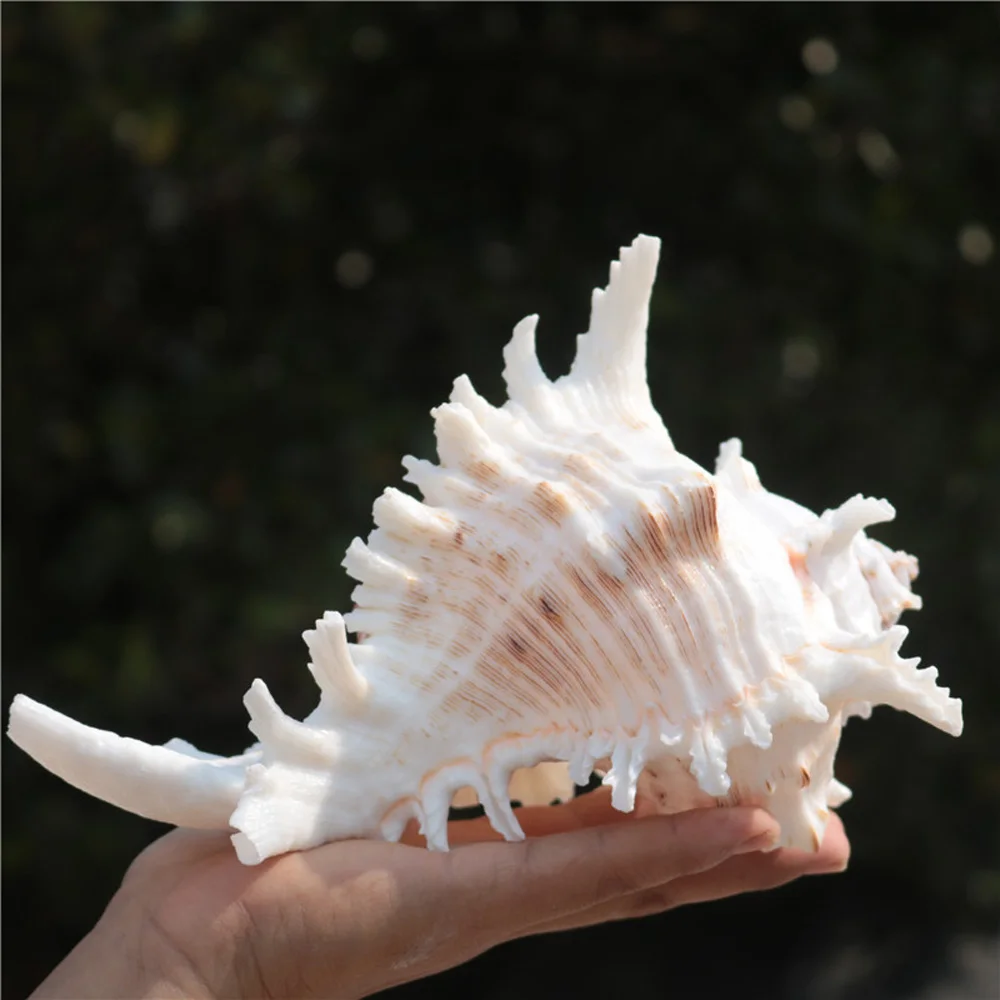 1pcs natural Conch sea shell Thousand-Armed conch shell Chicoreus palmarosae& BRANCH MUREX for home decoration or gift