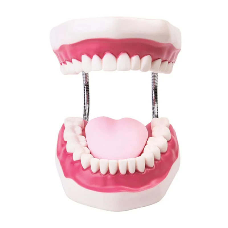 Oral Health Care Tooth Model Kindergarten Teaching Aids Children's Teeth Brushing Toy Tooth Dental Demonstration Structure