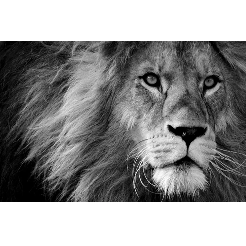 Black and White Lion Diamond Painting Full Drill Square Crystal Diamond Embroidery Cross Stitch Rhinestone Art Mosaic Animal Art