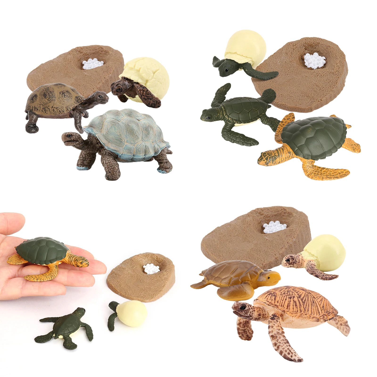 Sea Turtle Life Cycle Model 4 Stage of Growth Kids Education Cognitive Biology Toys