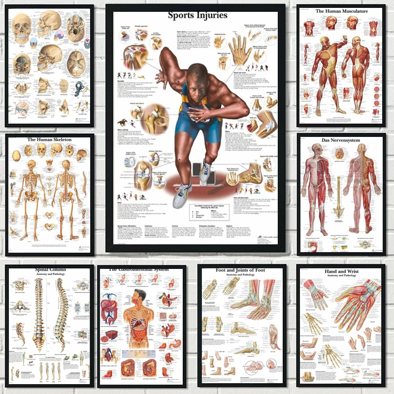 new Human Anatomy Muscles System Canvas Painting Art Poster Print Body Wall Pictures for Science Medicine Bedroom