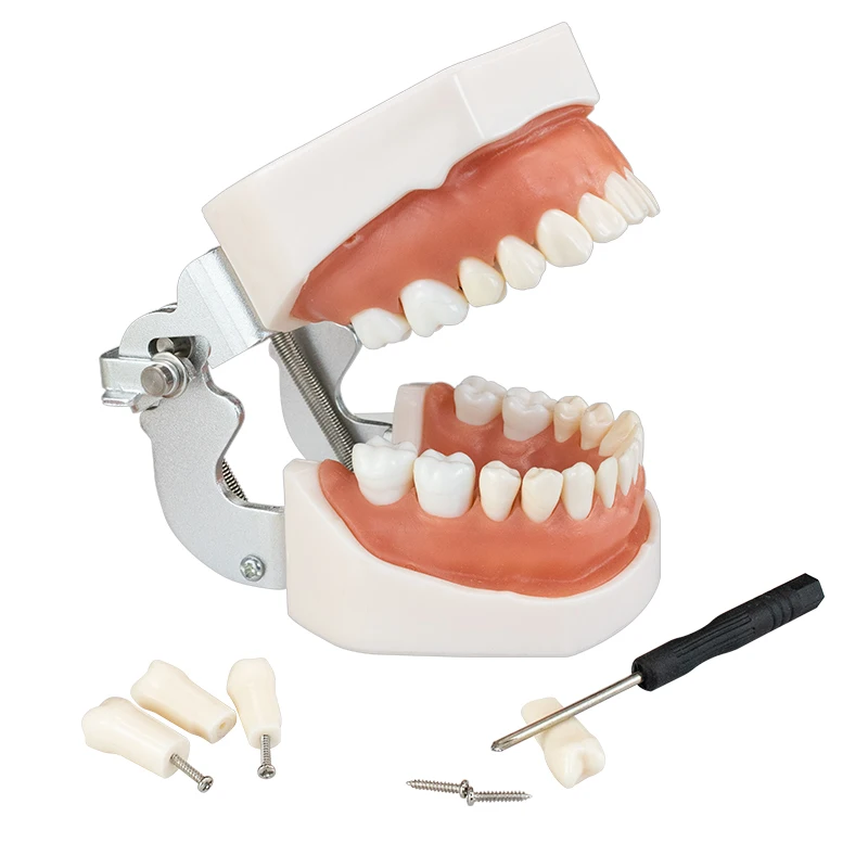 

Dental Teeth Model Standard Teaching Model Demonstration Removable Tooth Dentistry Technician Practice Studying Typodont Models