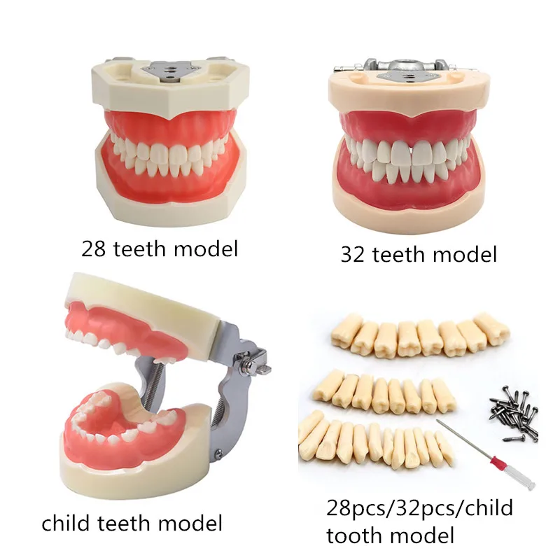 Dents de modèle de mâchoire orthodontique pour l\'étude de la dentisterie, fuchsia, dentiste, produits et accessoires, 41 styles