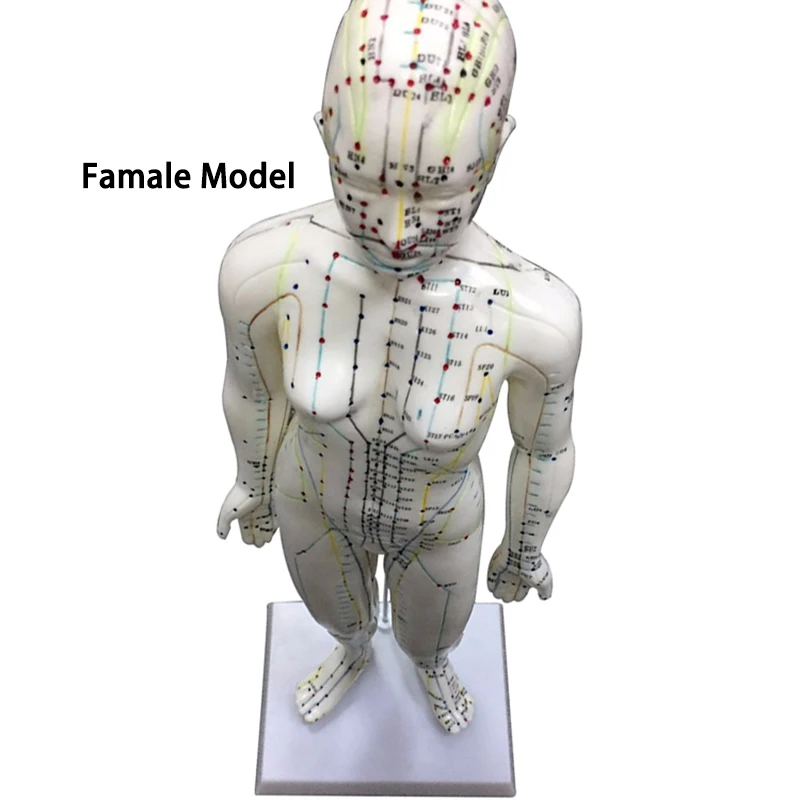 48CM/50CM Female Male Acupuncture Points Human Body Head Foot Hand Mode Base Human Acupuncture Meridians Model with User Manual