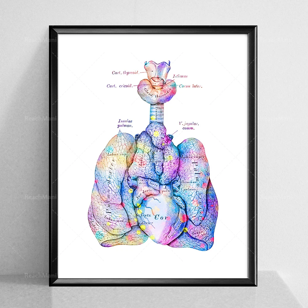 Respiratory System Anatomy Poster Anatomical Lungs Print Trachea Art Larynx Print Pulmonologist Gift Medical Art Clinic Decor