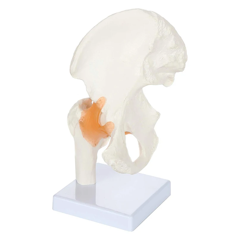 

Human Hip Joint Anatomy Model with Flexible Ligaments Medical Science Teaching Resources Dropshipping