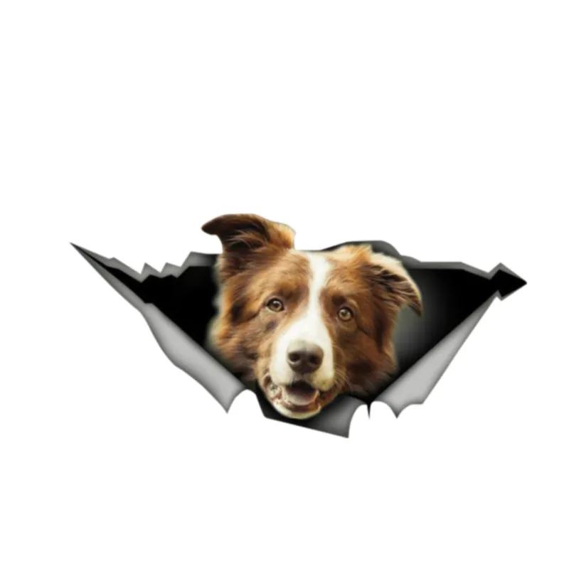 

Dawasaru Brown and White Border Collie Car Sticker 3D Pet Graphic Vinyl Decal Car Window Laptop Bumper Car Sticker,13cm*6cm