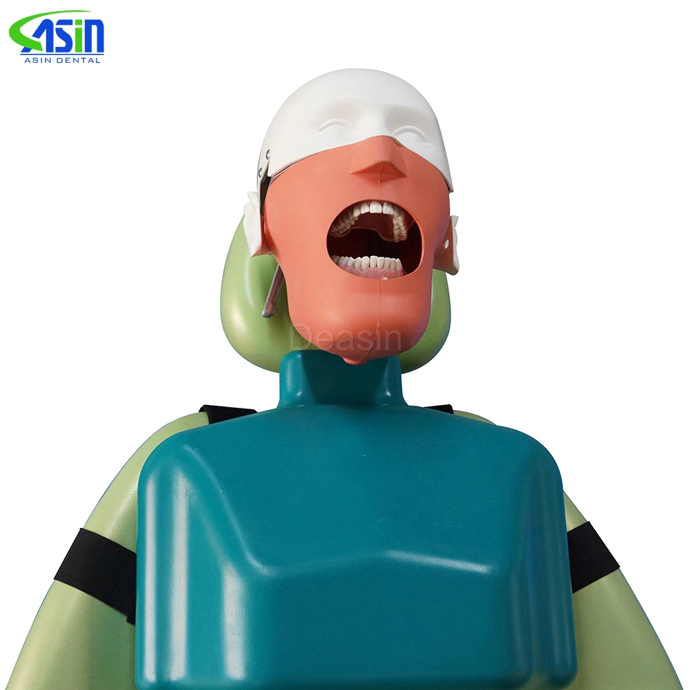 High Quality Senior Manikins Model With Torso It can be fixed on the dental chair for any position practice.