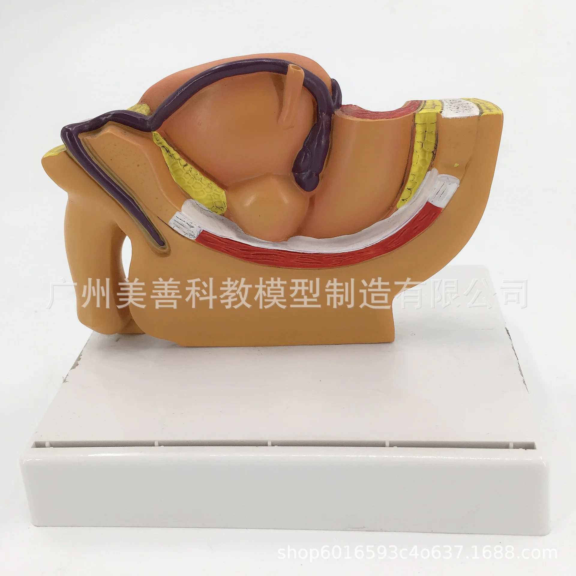 1:2 Life-sized Female Male Pelvic Sagittal Section Testis Prostate Bladder Rectum Urinary System Model