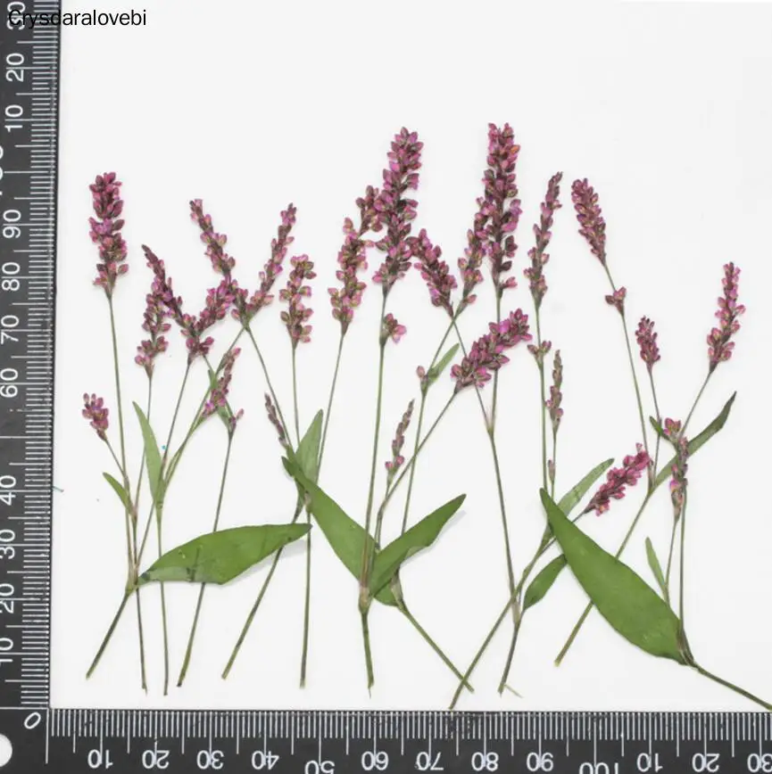 

120 шт высушенный прессованный цветок Ludwigia prostrata Roxb. Для эпоксидной смолы кулон ожерелье ювелирных изделий ремесло DIY аксессуары