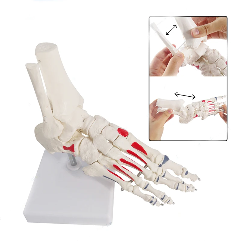 1:1 Human Foot Joint Skeleton Anatomy Model Medical Science Teaching Resources Dropshipping