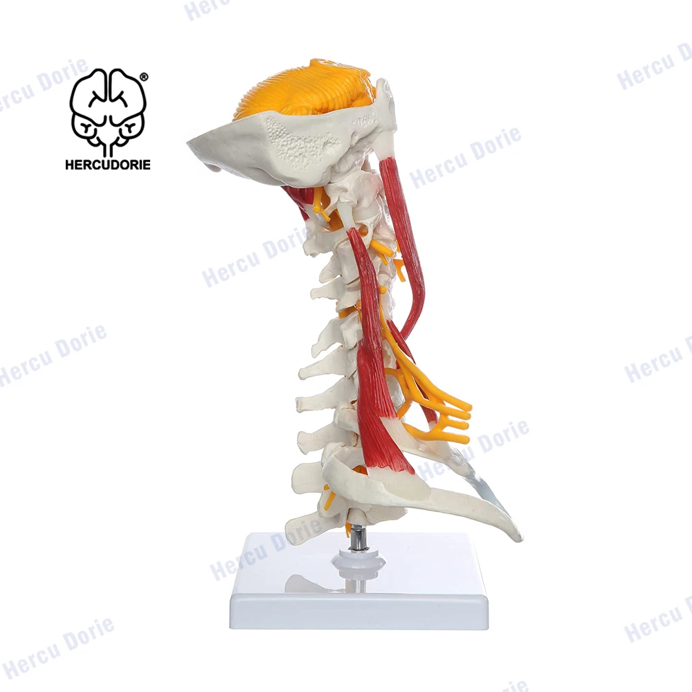 Spine Model | Human Body Anatomy Replica of Muscled Cervical Vertebrae for Doctors Office Educational Tool