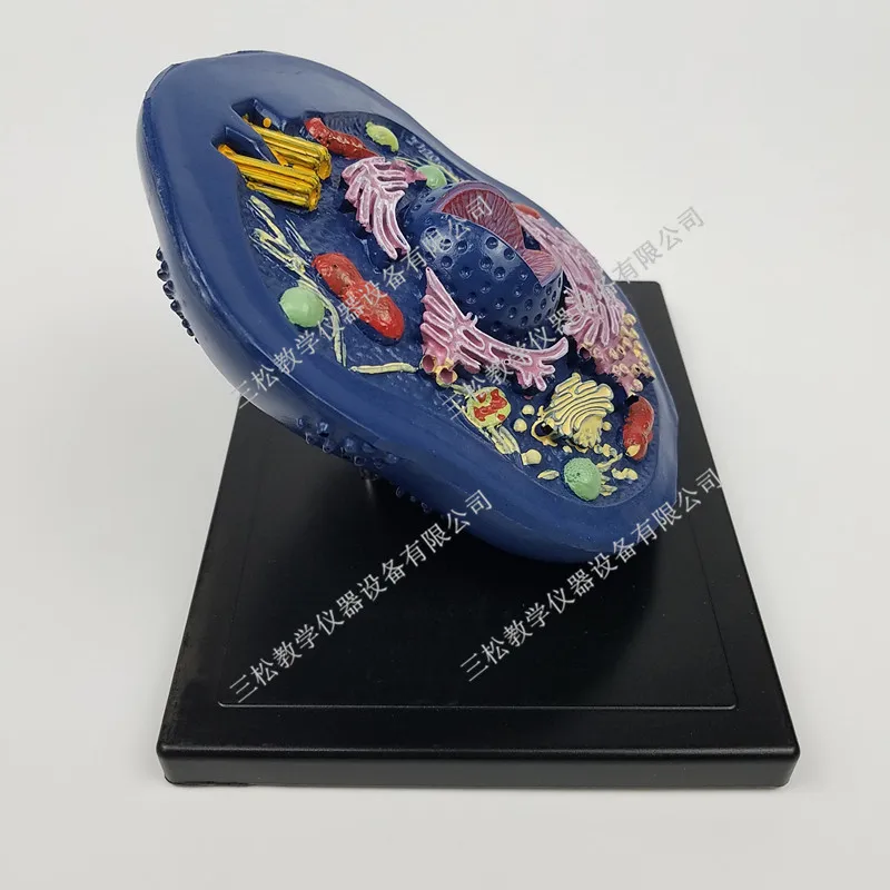 Animal Cell Model Microstructure Anatomical Middle School Biology Teaching Biological Cell Equipment