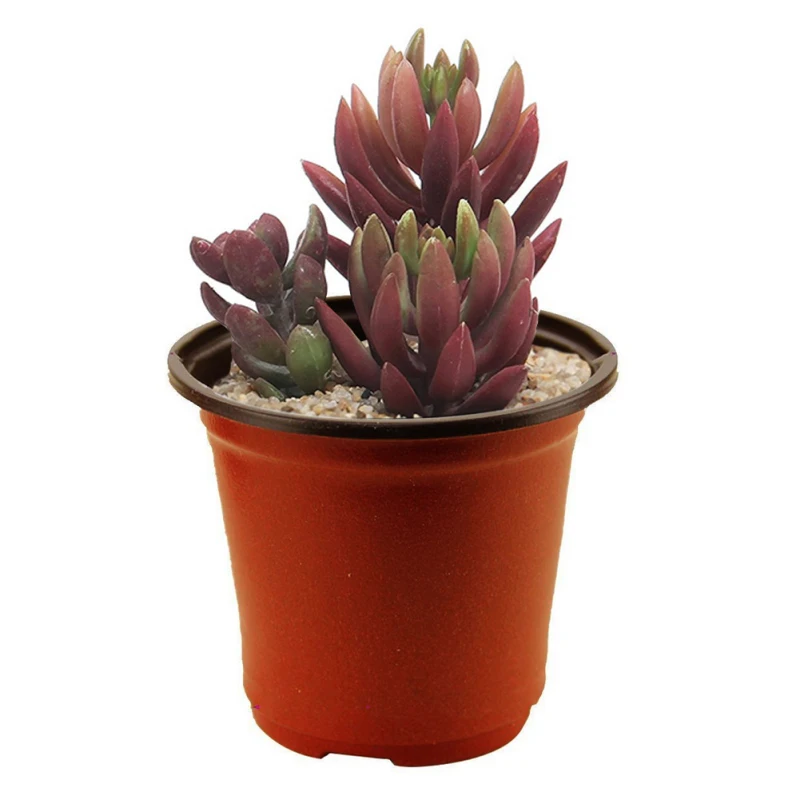 50pcs plastica vivaio vaso pianta piantine di fiori vasi leggero bicolore fiore pianta contenitore semi coltivazione fioriere da giardino