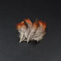 Belly Feathers 20pcs