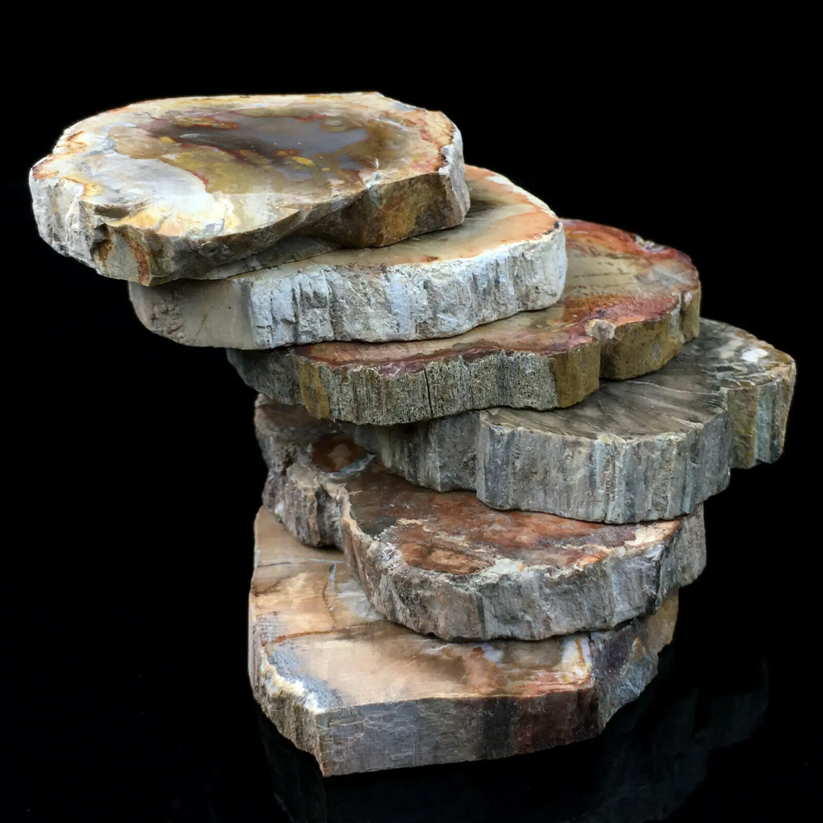 Natural Polished Microsection Petrified Wood Quartz Crystal Gift Healing 1PC