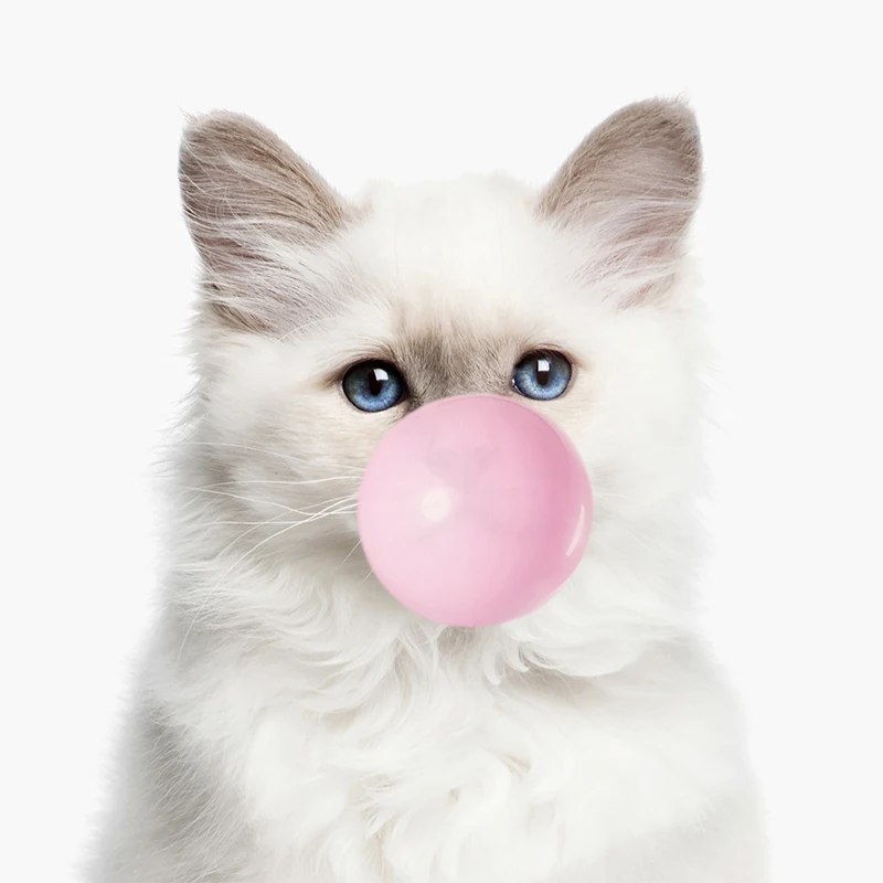 Cat With Pink Bubble Gum Print Modern Animal Photography Poster Nursery Wall Pictures Cute Cats Art Canvas Painting Home Decor