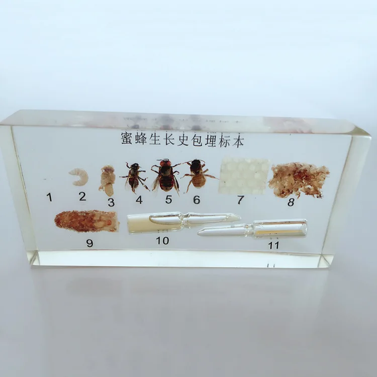 Honeybee Growth History Embedded Specimens Real Insect Development Process Specimen Biological Entomology Teaching Aids