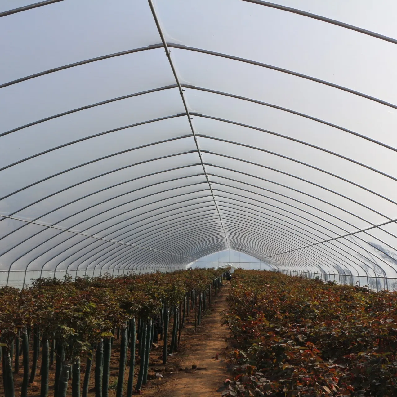 Agricultural Planting Transparent Plastic-Covered Greenhouse