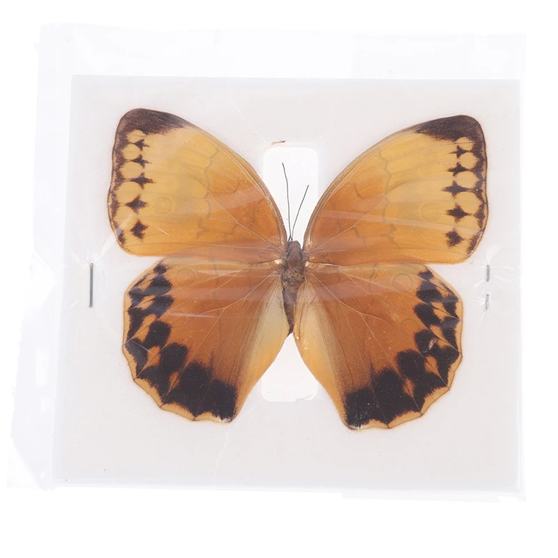本物の蝶標本 メタル製 1個 ランダム