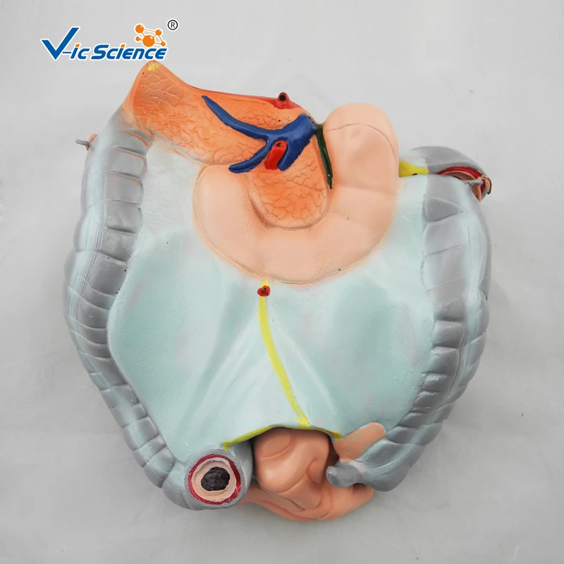 Modelo anatômico de colônia avançada, ileu e jejunum