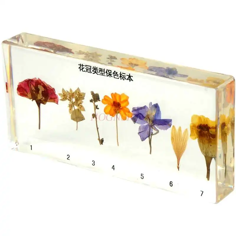 Real plant flower children's teaching cognitive artificial amber corolla specimen resin crystal