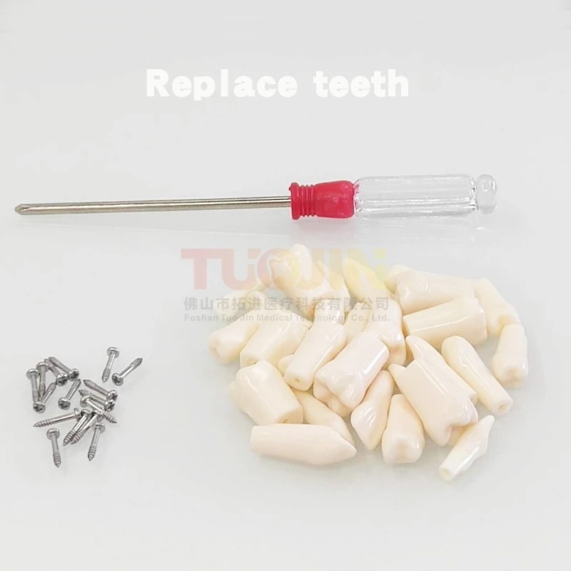 Compatible 500HGSF Dental Simulator Replacement Resin Tooth Model Screw Fixing Teeth For Dentist Study Training