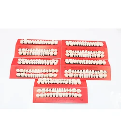 Material dental dentes de plástico modelo de ensino dedicado dentes dental material útil ferramenta de cuidados com os dentes a2 tipo dente modelo 10 conjuntos