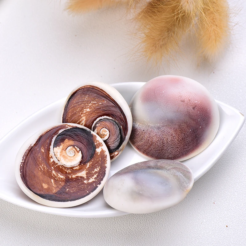 1PC/3PC Natural Sun Bei Madagascar Agate Mollusk Raw Stone Conch Home Decor Aquarium Embellished Shell Accessories Healing Gifts