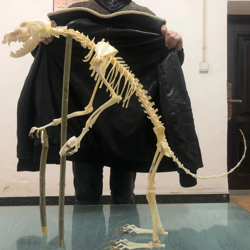 1 Pcs Real Complete Fox/Mink/Felidae Skeleton Specimen. Real animal bone. Not Installed.DIY