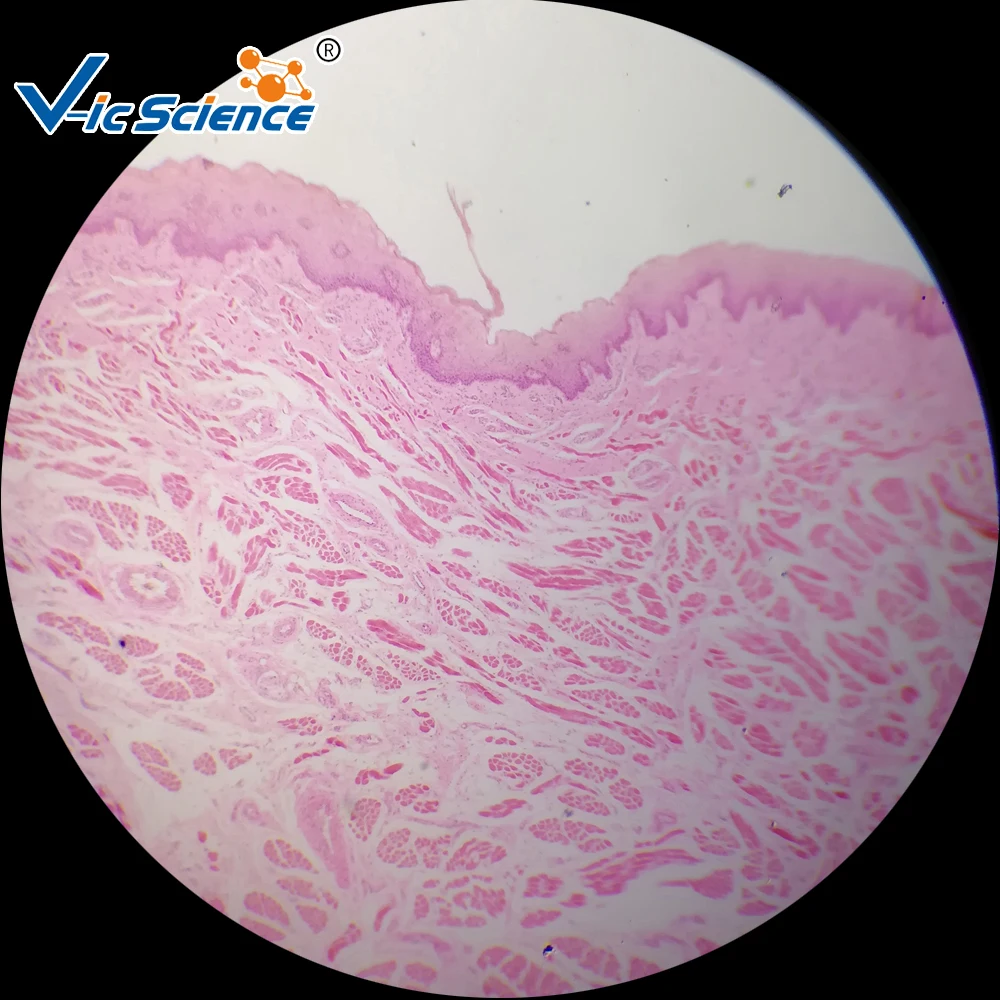 100 Pcs Manusia Histologi Siap Slide Set