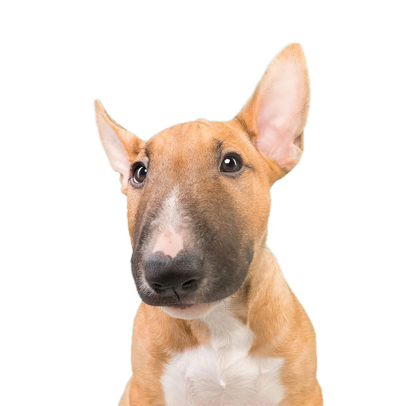 QD112 Śmieszny Bull Terrier Uroczy Pies Naklejka Dekoracja Domu Lodówka Naklejka na Laptop Toaleta