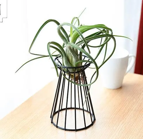 Air Plant Holder Metal Indoor Tabletop Air Plant Stands Tillandsia Plant Rack