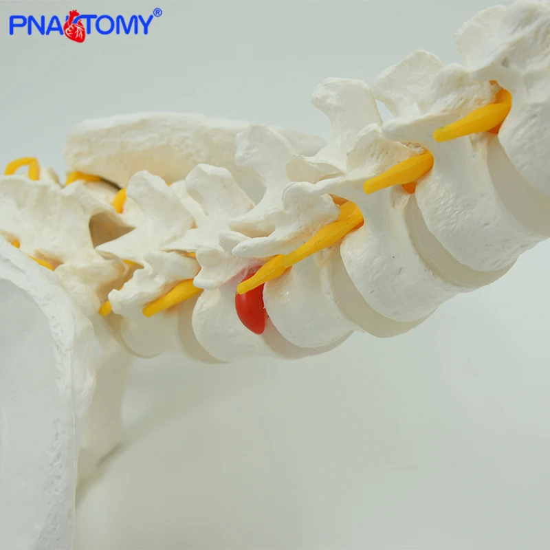 Modelo de columna Vertebral Flexible humana colgante de 85cm, modelo de Anatomía de tamaño real, sacro, coxis, Pelvis, hueso, herramienta anatómica