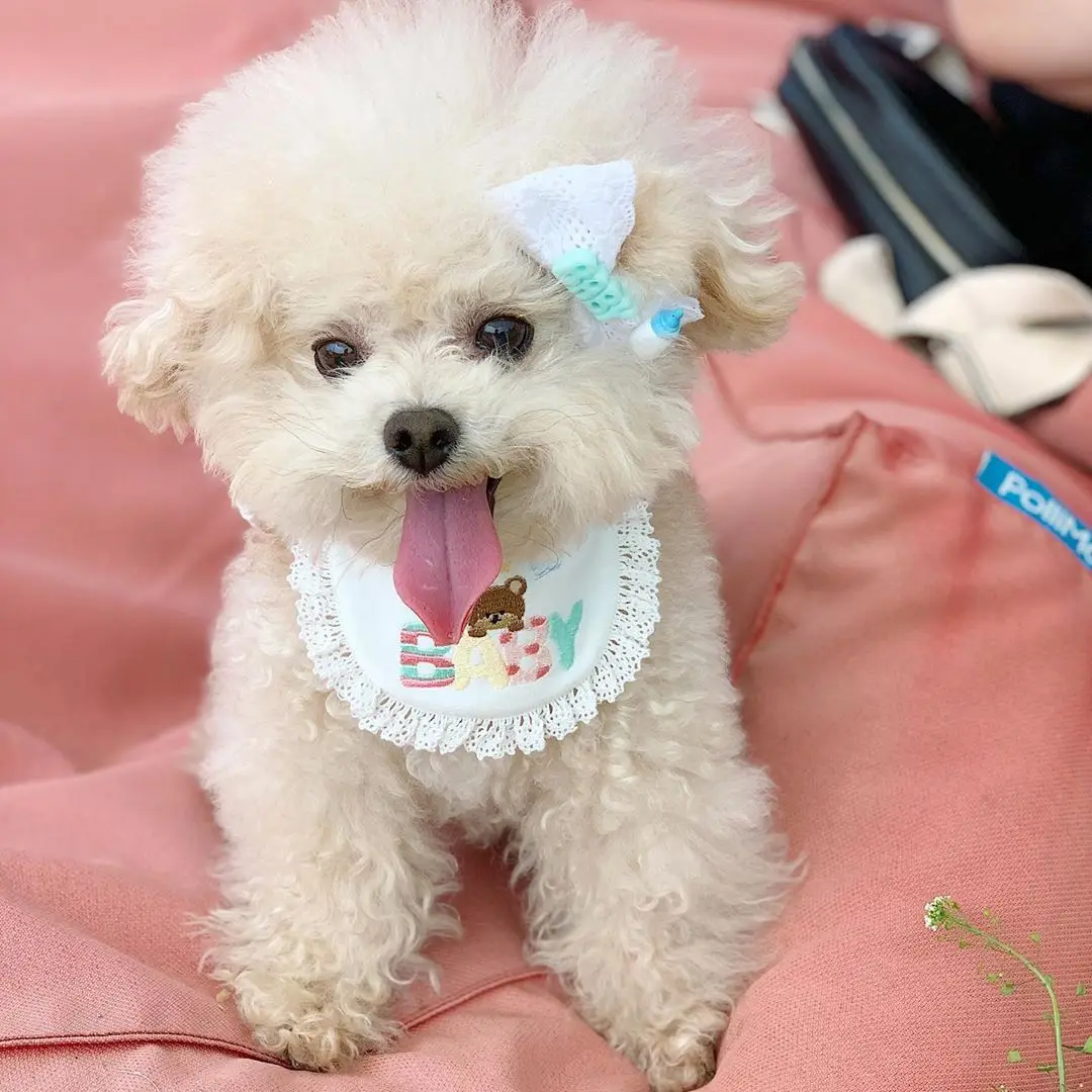 Cute Baby Bear Embroidery Dog Bib Pet Bib Saliva Towel Bichon Teddy Hiromi Bib Cat Triangle Scarf Cat Scarf Cat Saliva Towel