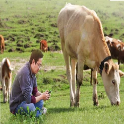 Collar GPS Tracking Animal Cow GPS Tracker Camel Horse for Management Sheep White Label Farming Solar GPS Tracker RYDV34