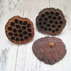 30pcs natural dired lotus seedpod&seedpod of the lotus