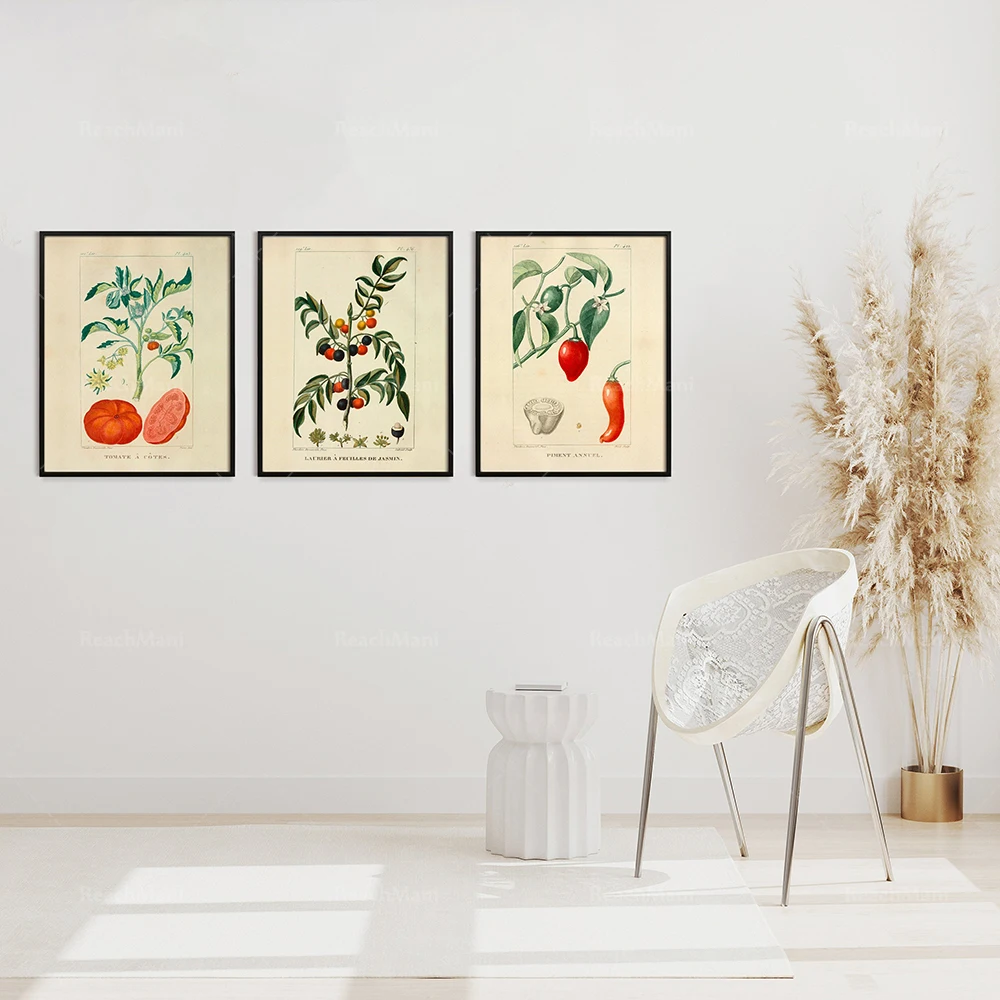 Vintage plant print set, illustration by Jean-Théodore Descourtilz, French Tomate, pepper, 3 sets of Giclée prints