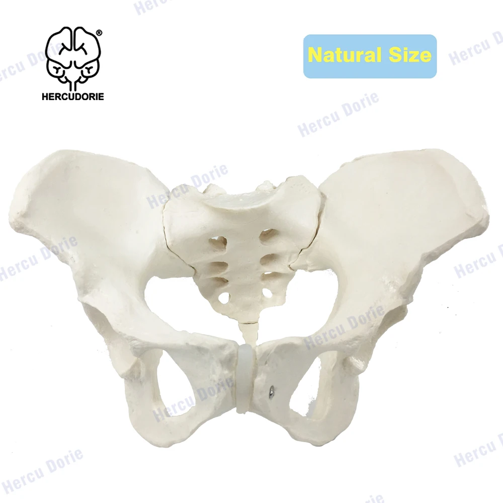 

Life Size Female Pelvis Model, Hip Model – Female Anatomy Model, Hip Bone Pelvic Model Female Anatomical Model