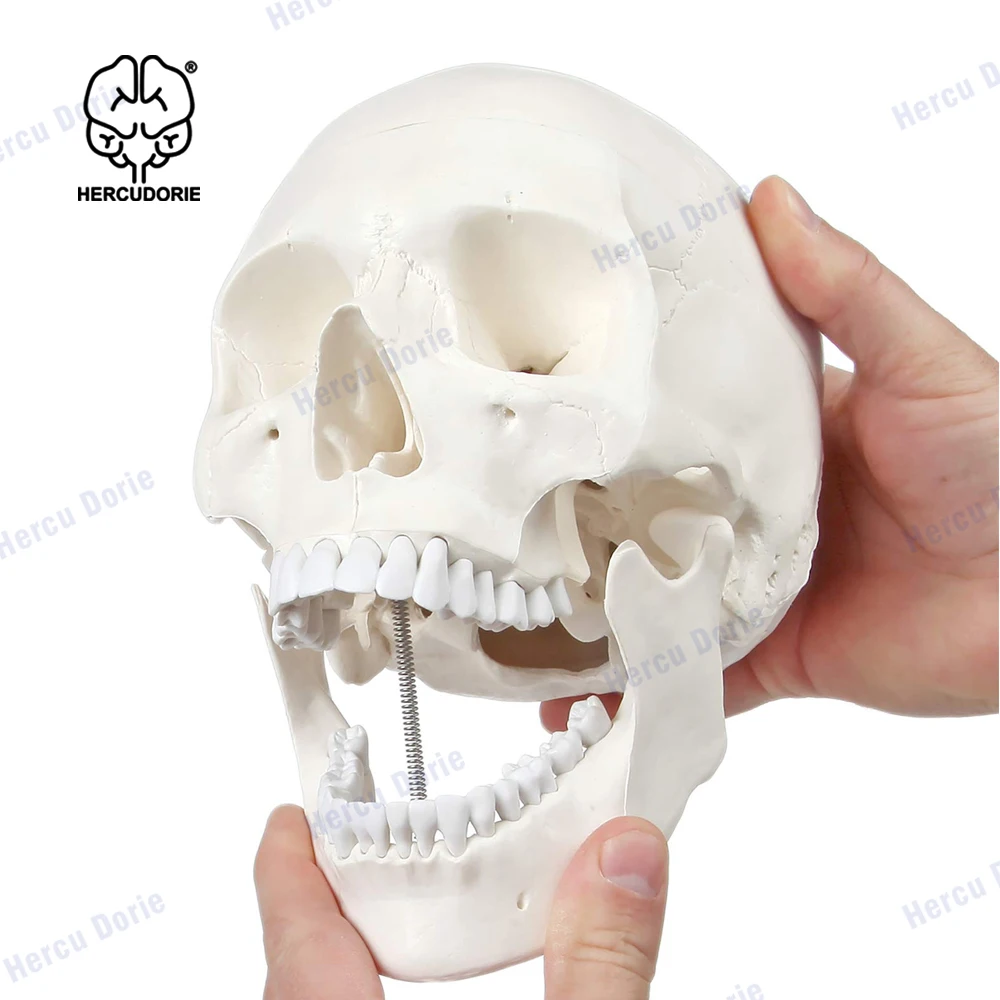 Scientific Human Adult Skull Anatomical Model, Medical Quality, Life Size (9