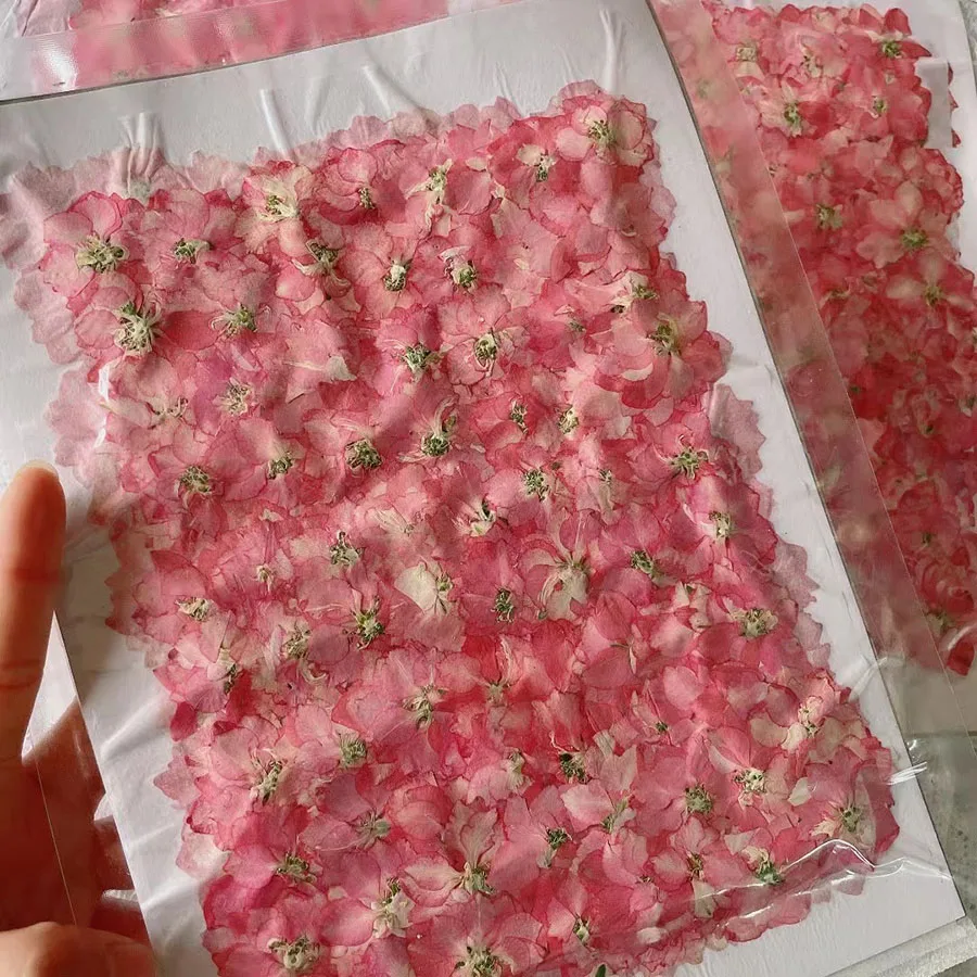 250pcs Pressed Dried Natural Pink Consolida Ajacis Flowers Plants Herbarium For Jewelry Phone Case Bookmark Postcard Craft DIY