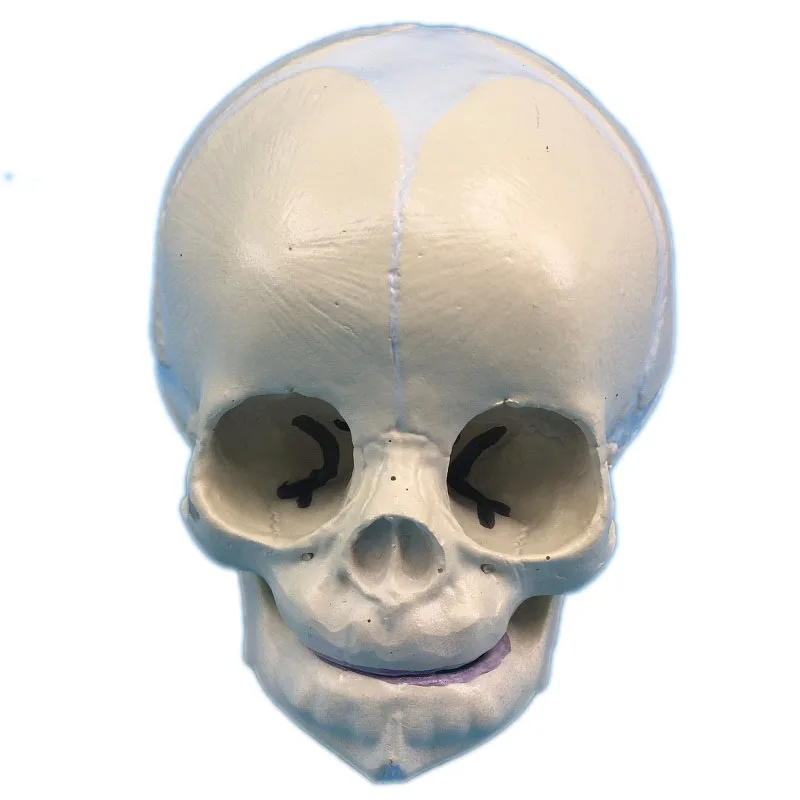 

Medical Study 30 Week High-end Baby Skull Model