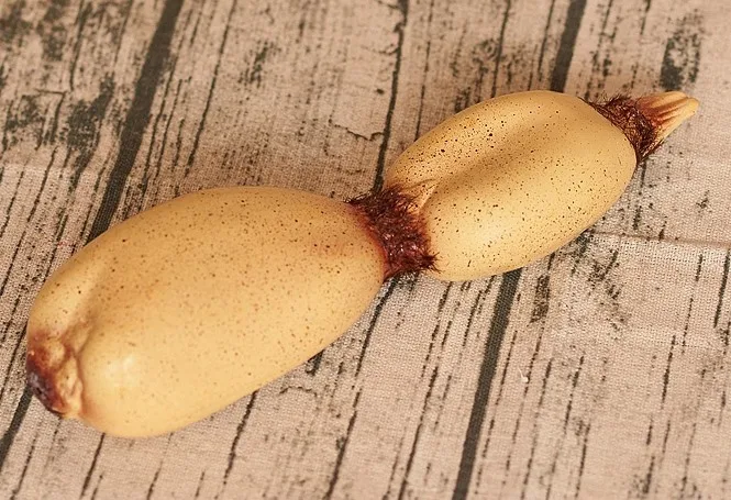 Simulation Food Vegetable Fruit Plastic Lotus Root Model Hotel Cabinet Model Room Decoration Shooting Props 2021