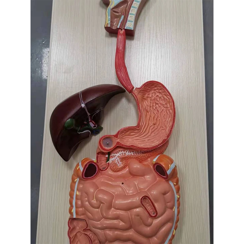 1:1 Human digestive system model gastrointestinal tract section pharynx larynx small intestine stomach anatomy medical teaching