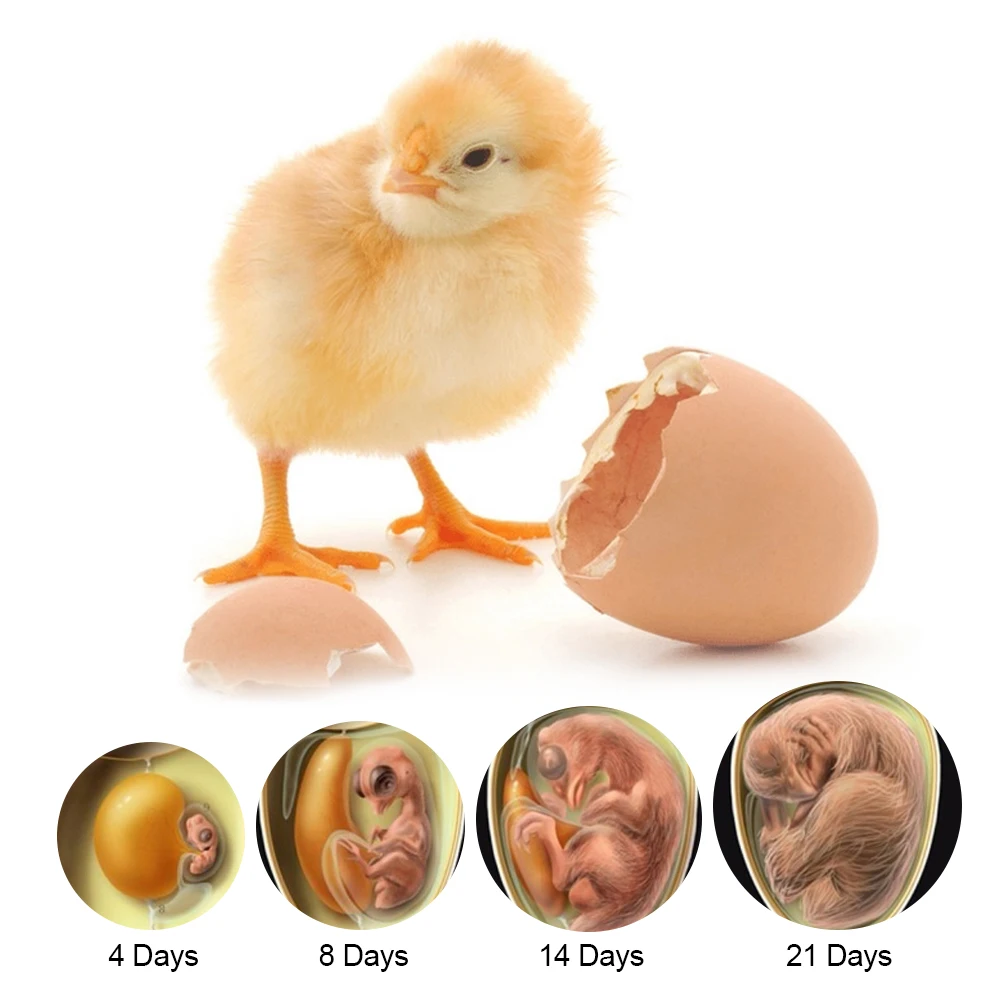 Farm Hatchery Adjustable Digital Temperature for Chicken Duck Bird Pigeon 7 Egg Mini Egg Incubator Brooder Poultry Incubator