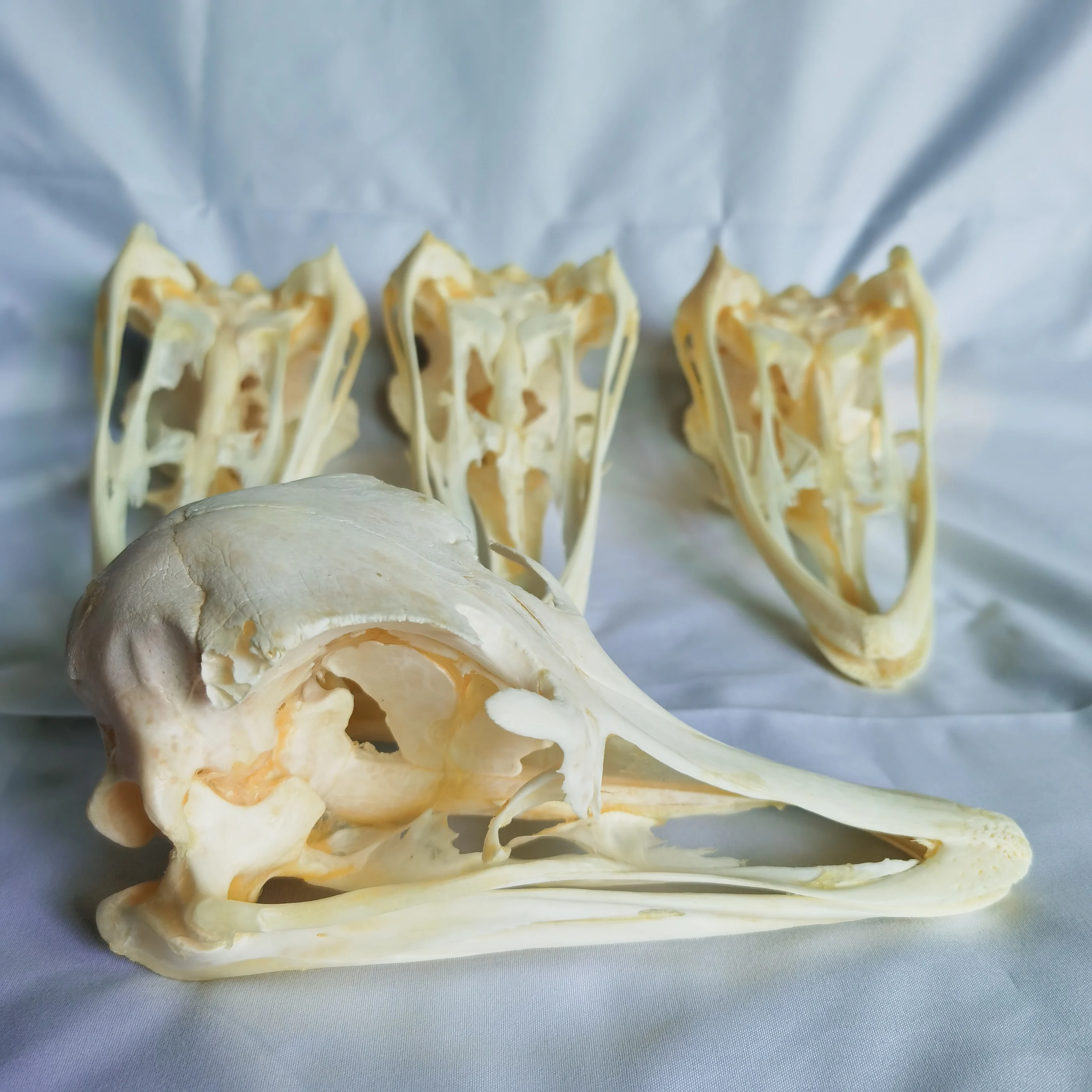 1Pcs/2pcs/4pcs Real Ostrich Skull, collectable, decoration, gift, Real animal skull