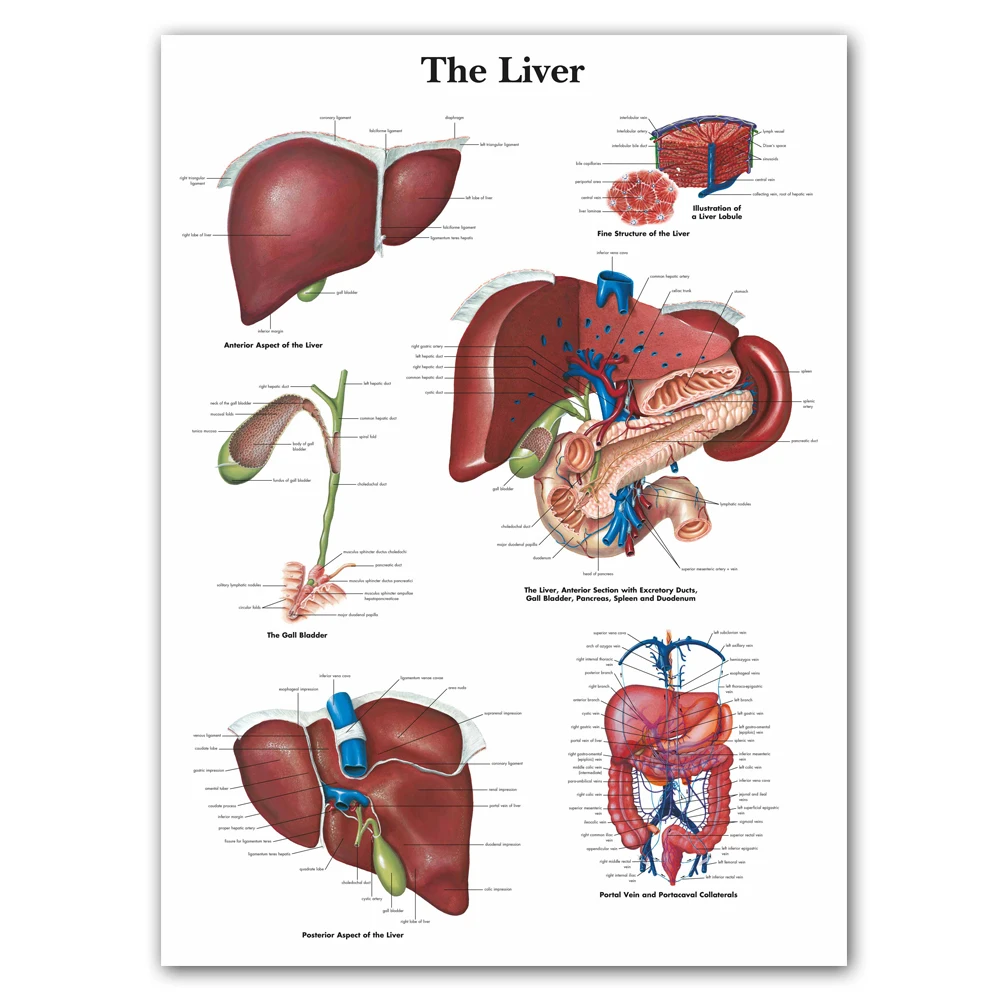 

картина на стену картины на стену декор для комнаты Карта печени WANGART, художественный плакат, печатная карта, холст, настенные картины для медицинского образования, домашний декор