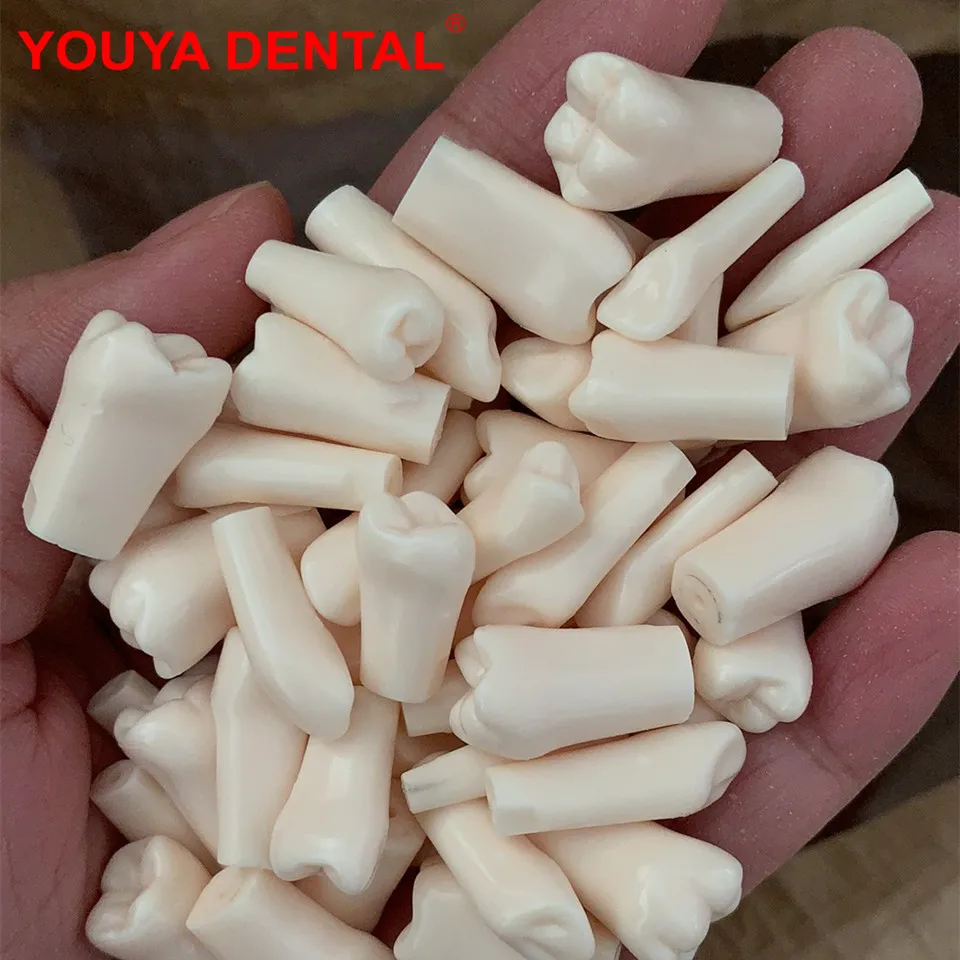 5pcs Dentistry Replacement Teeth Compatible With NISSIN D16FE-500H(GSF)-MF Dental Model For Training Practice Teaching Studying