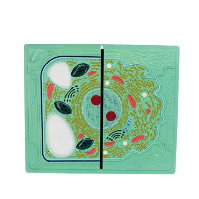 Animal and plant cell contrast model medical biology anatomy learning